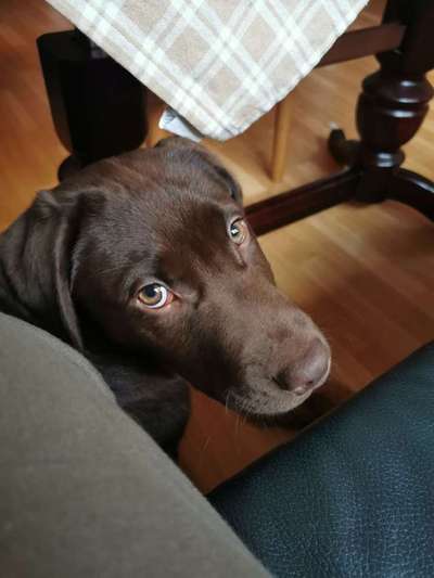 Die besten Hundeblicke 🐾❤️-Beitrag-Bild