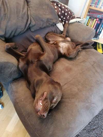 Fotosammlung: ,,Der natürliche Hund" Unbearbeitet, ungestellt und in Natura-Beitrag-Bild