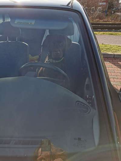 FOTOCHALLENGE 70 - Dein Hund im Auto-Beitrag-Bild