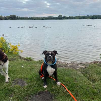 Hundetreffen-Hundetreffen/ Spazieren gehen-Bild