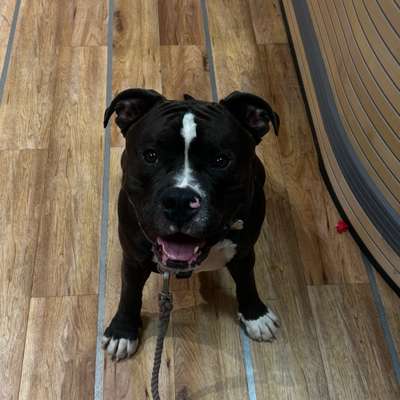 Titelbild Gruppe Bulldoggen aus HH