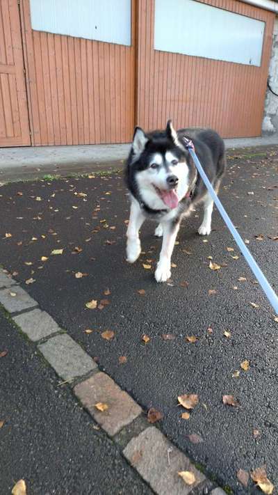 Unsere Fellnasen im Regenbogenland-Beitrag-Bild