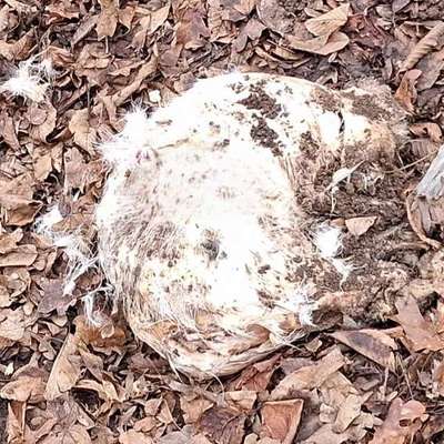 Giftköder-Toter Hund neben Spielplatz entdeckt-Bild