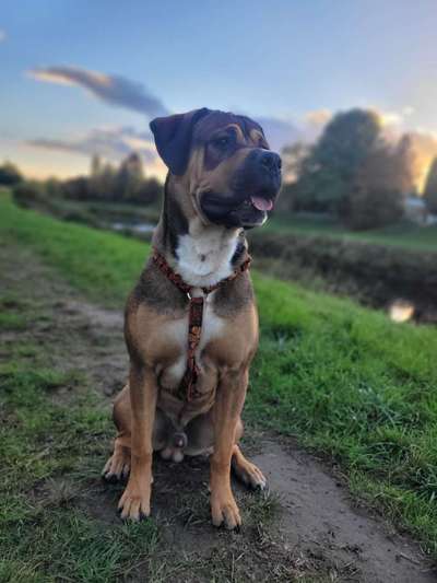 Dogorama Photo Challenge - Gassipause-Beitrag-Bild