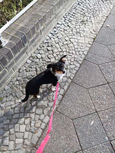 Hundetreffen-Social walks in Weißensee-Bild