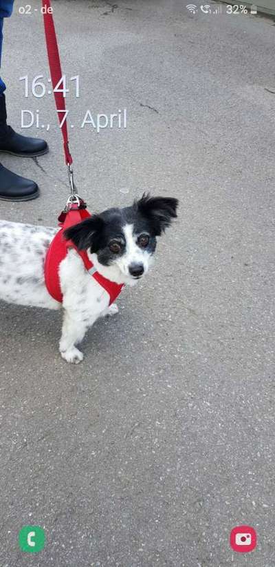 Welche Hunderasse-Beitrag-Bild