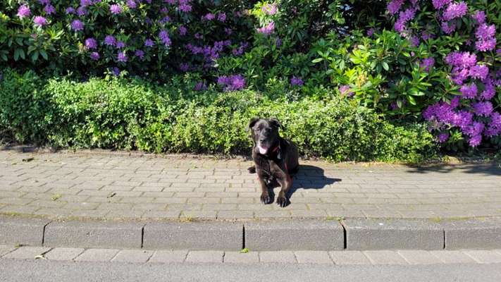 Mischlingshunde Foto Aufruf-Beitrag-Bild