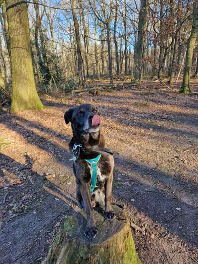 Mischlingshunde Foto Aufruf-Beitrag-Bild