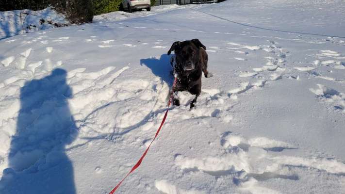 Dogorama Photo Challenge - Es wird nochmal kalt!-Beitrag-Bild