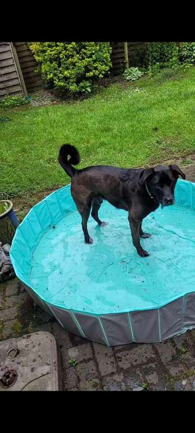 Dogorama-Monats-Challenge-Mai "Wasser"-Beitrag-Bild