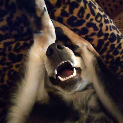 Fotosammlung: ,,Der natürliche Hund" Unbearbeitet, ungestellt und in Natura-Beitrag-Bild