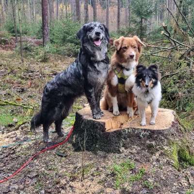 Hundeschulen-Canis adjuvans- der helfende Hund-Bild