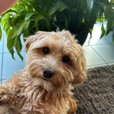 Hundetreffen-gemeinsame Gassirunden-Bild