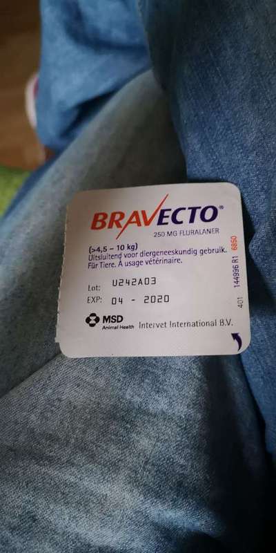 Bravecto-Beitrag-Bild