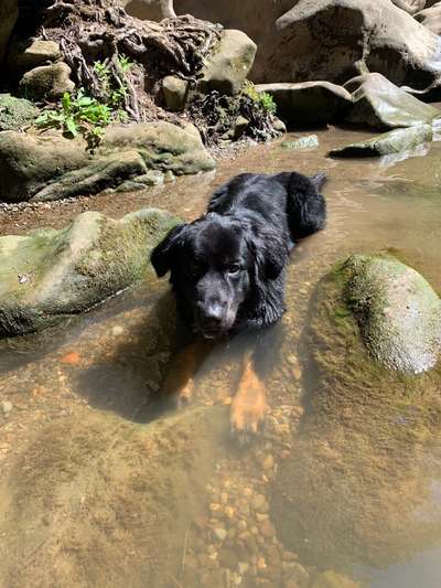 Dogorama-Monats-Challenge-Mai "Wasser"-Beitrag-Bild