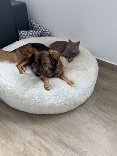 Hund und Katz Momente-Beitrag-Bild