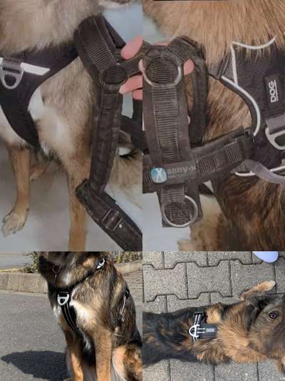 julius k9 geschirr-Beitrag-Bild