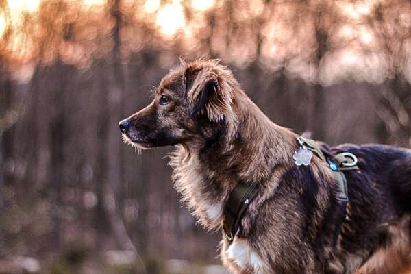 Auslandstierschutz-Beitrag-Bild