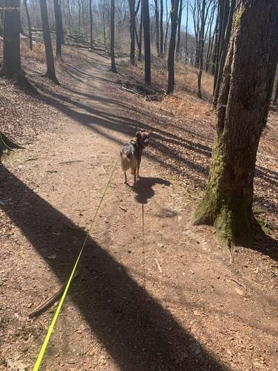 Eine gute Flexi Leine?-Beitrag-Bild