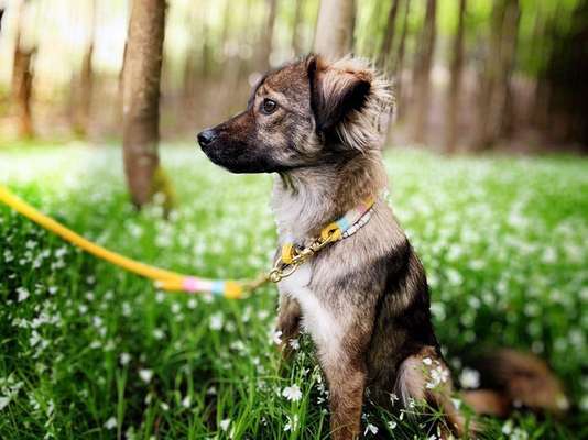 Hundemodel-Beitrag-Bild