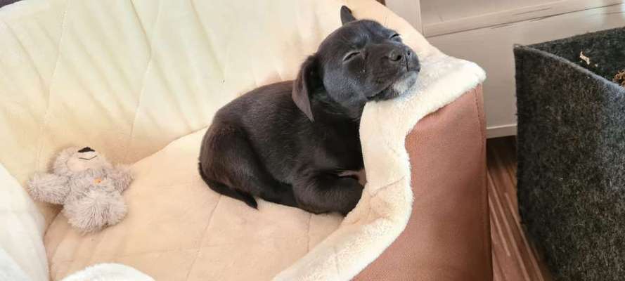 Welpen Bilder !-Beitrag-Bild