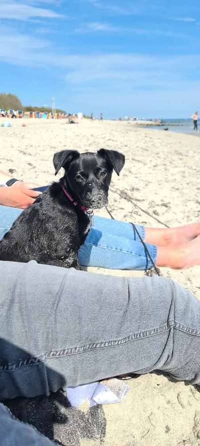 Hunde im Urlaub-Beitrag-Bild