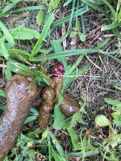 Blut im Kot-Beitrag-Bild