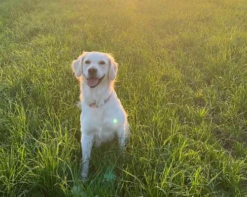 Hundetreffen-Gassigehen und Spielen LK Fürth-Bild