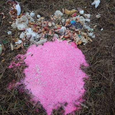 Giftköder-Evtl. Gift-Bild