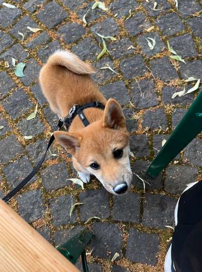 Hundetreffen-Welpentreff in Düsseldorf Gerresheim-Bild