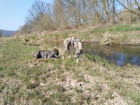 Auslandstierschutz-Beitrag-Bild