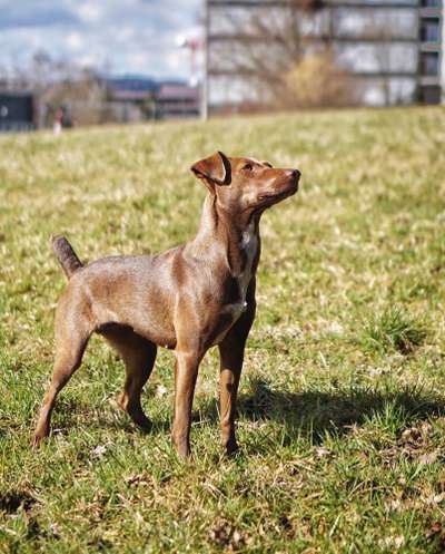 Hundetreffen-Podencos und andere „Läufer“-Bild