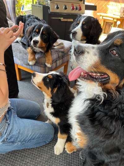 Berner Sennen-Beitrag-Bild