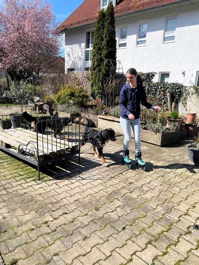 Berner Sennen-Beitrag-Bild