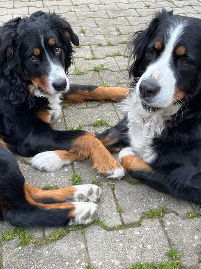 Berner Sennen-Beitrag-Bild