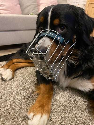 Wie sitzt mein Maulkorb / Maulkorb-Beratung-Beitrag-Bild