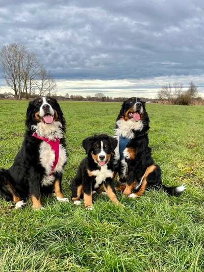 Berner Sennen-Beitrag-Bild