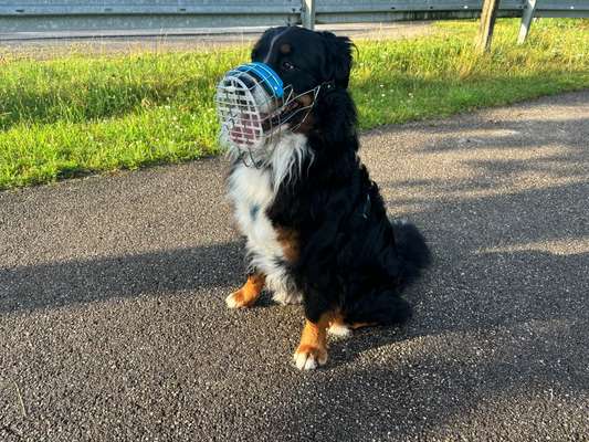 Wie sitzt mein Maulkorb / Maulkorb-Beratung-Beitrag-Bild