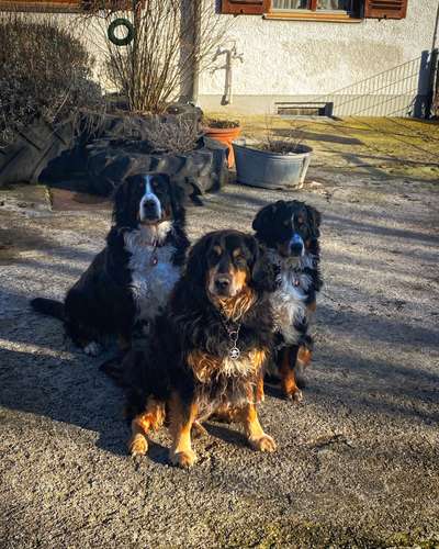 Berner Sennen-Beitrag-Bild