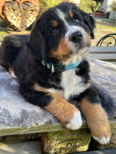 Berner Sennen-Beitrag-Bild