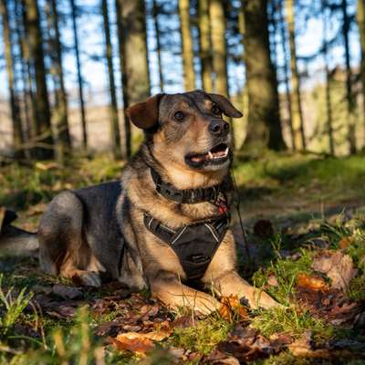 Hundetreffen-Gemeinsame Spaziergänge-Bild