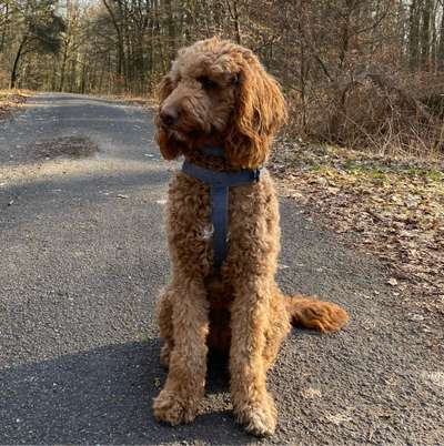 Hundetreffen-Gassi Runde