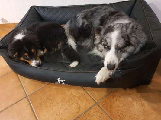 Aussies-Beitrag-Bild