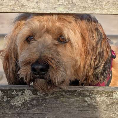 Hundetreffen-Mantrailing, Private Gruppe,-Bild