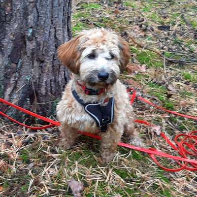 Hundetreffen-Gassirunde/ Spielerunde-Bild