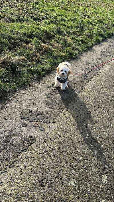 Maltipoo Freunde-Beitrag-Bild