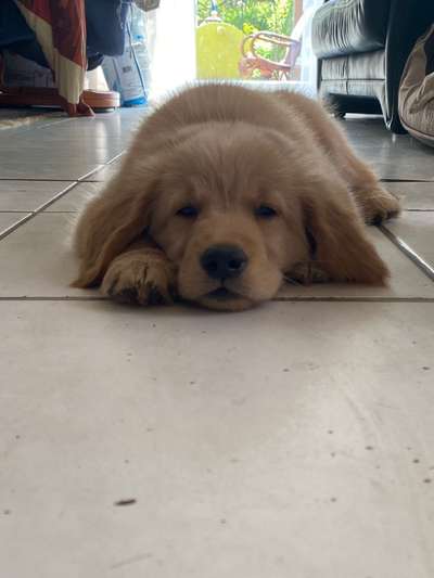 Wo sind die Golden Retriever Liebhaber?-Beitrag-Bild