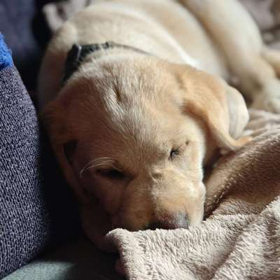 Hundetreffen-Spielfreunde für Balu-Profilbild