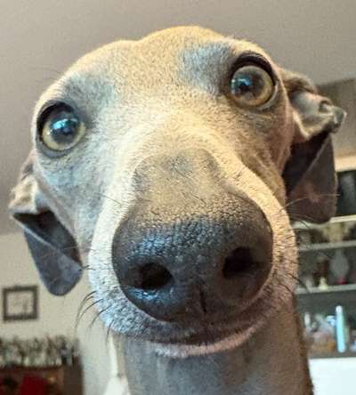 Italienische Windspiele-Beitrag-Bild