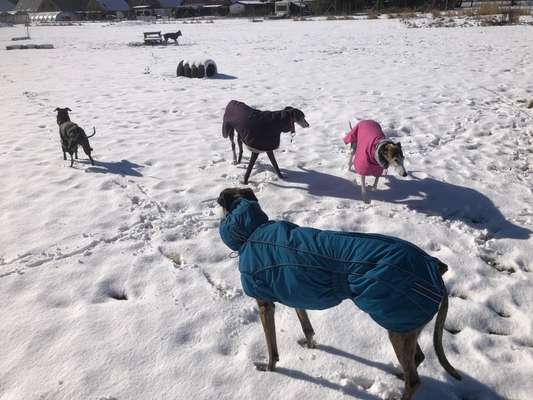 Windhunde - Treffen der besonderen Schönheiten
HERZLICH WILLKOMMEN-Beitrag-Bild